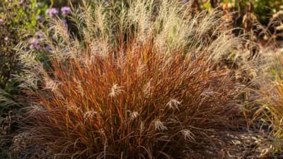 Little Bluestem