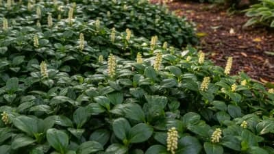 Pachysandra