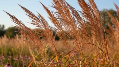 Big Bluestem