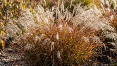 Little Bluestem
