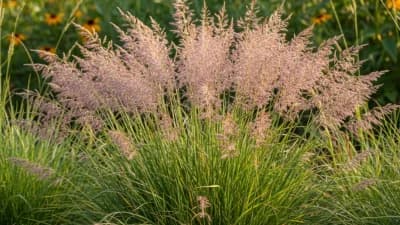 Prairie Dropseed