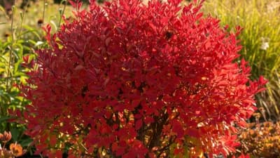 Dwarf Burning Bush