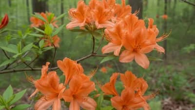 Native Azalea