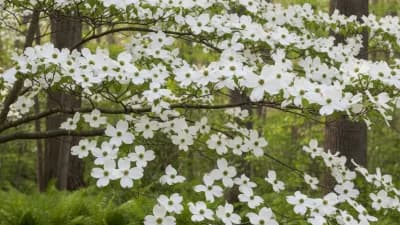 Flowering Dogwood