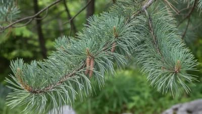 Eastern White Pine