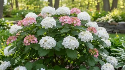 Korean Spice Viburnum