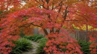 Japanese Maple
