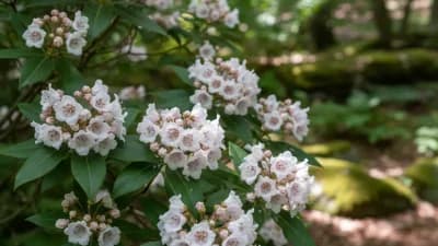 Mountain Laurel