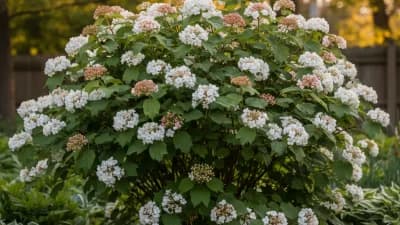 Korean Spice Viburnum