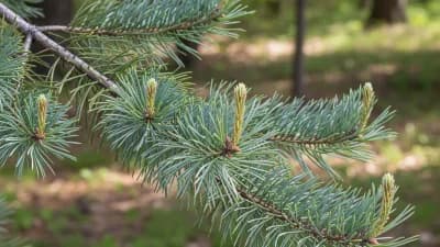 Eastern White Pine