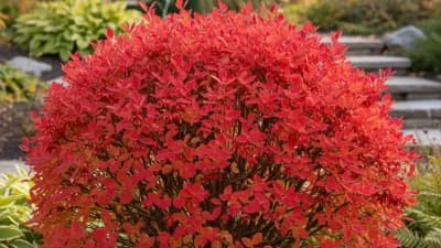 Compact Burning Bush