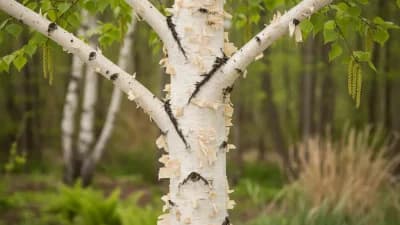 Paper Birch