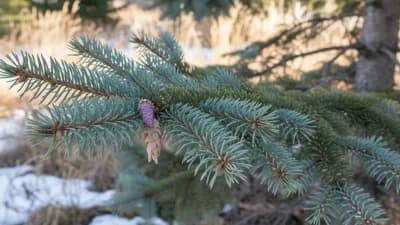 White Spruce