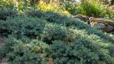 Creeping Juniper