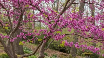 Eastern Redbud