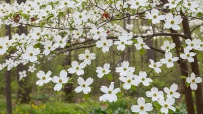 Flowering Dogwood