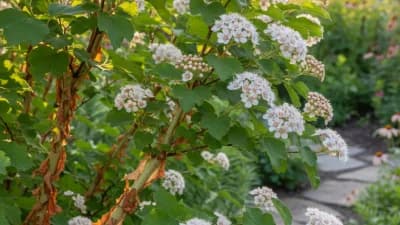 Missouri Native Ninebark