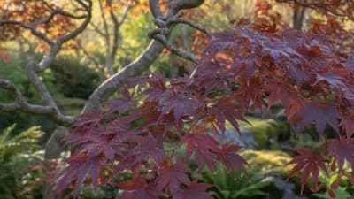 Japanese Maple