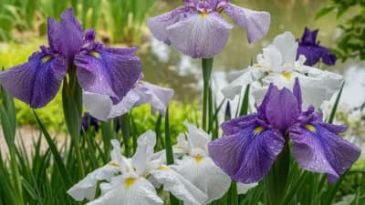 Japanese Iris