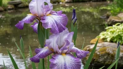 Japanese Iris