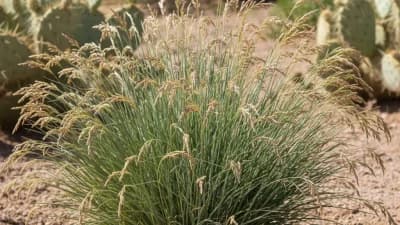 Blue Grama Grass