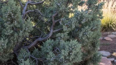 Rocky Mountain Juniper