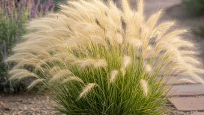 Mexican Feather Grass