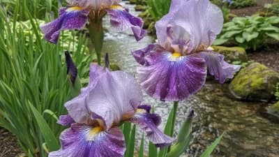 Japanese Iris