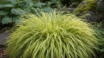 Japanese Forest Grass