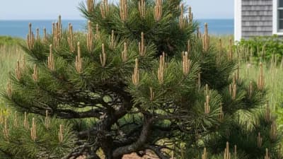 Japanese Black Pine