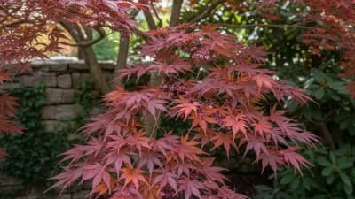 Japanese Maple