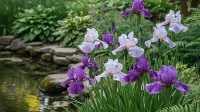 Japanese Iris