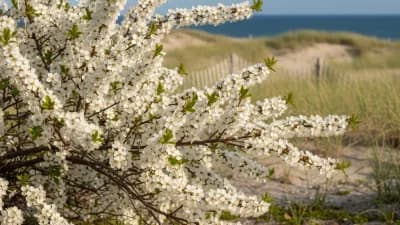 Beach Plum