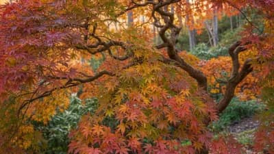 Japanese Maple