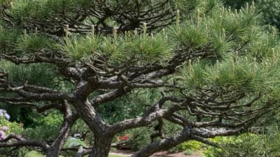 Japanese Black Pine