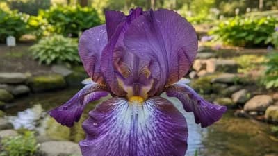 Japanese Iris