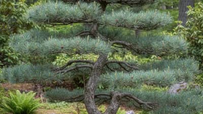 White Pine