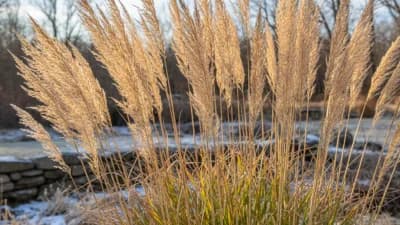 Karl Foerster Feather Reed Grass