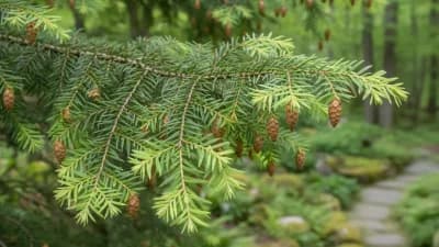 Canadian Hemlock