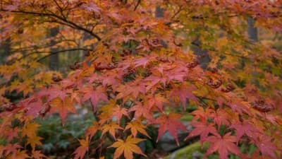 Japanese Maple