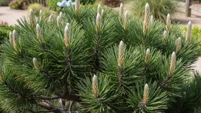 Japanese Black Pine