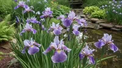 Japanese Iris