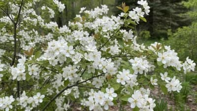 Serviceberry