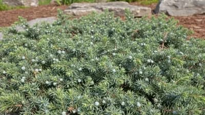 Creeping Juniper
