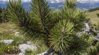 Limber Pine