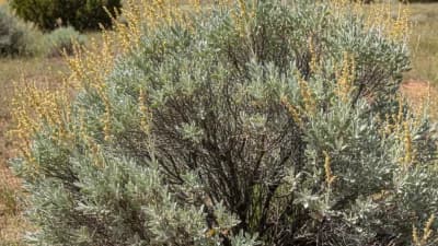 Wyoming Big Sagebrush