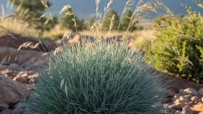 Blue Fescue