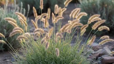 Blue Grama Grass