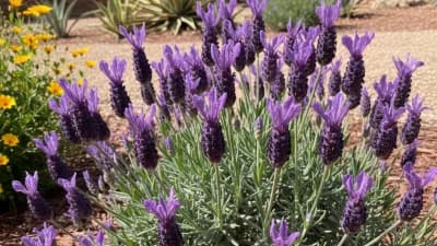 Spanish Lavender