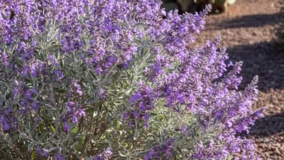 Texas Sage